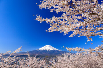 青空と富士山と桜
