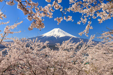 青空と富士山と桜