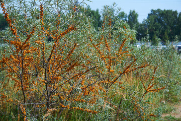sea buckthorn trees with fruits