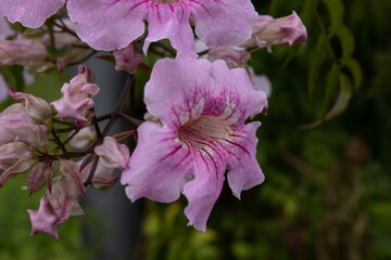 Bouquet of pink podranea or tanfani flowers