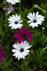 Three white cape marguerites and one pink