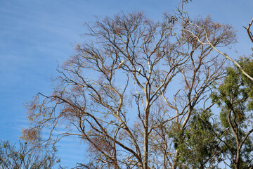 tree branches with cockatoos against blue sky