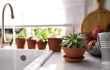 Different potted plants on window sill in kitchen