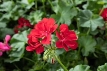 Red Pelargonium flowers in garden with leaves in the background