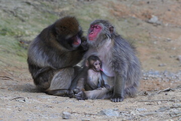 A member of the monkey is grooming a mother with a baby sucking its mother's nipple on its mouth.