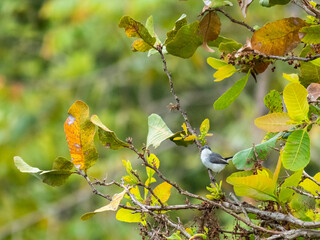 Aves Colombianas, Aves Sur América 