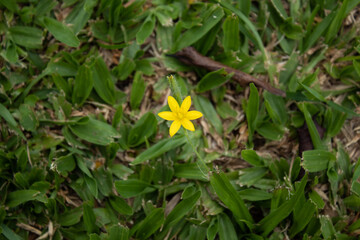 Small yellow flower isolated on lawn