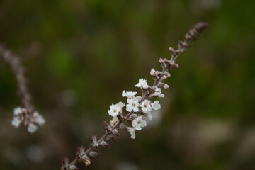 Small white flowers of lippia or 