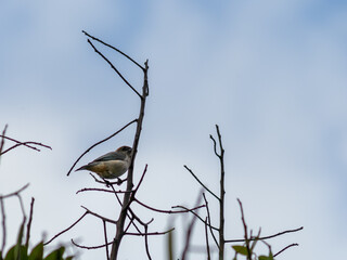 Aves Colombianas, Aves Sur América 