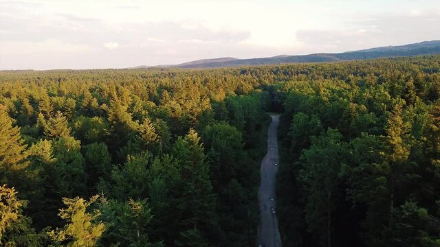 Aerial top down view of incredible epic summer beautiful green forest and road at sunlight. Cinematic drone shot flying over road in pine tree forest. Concept of nature background