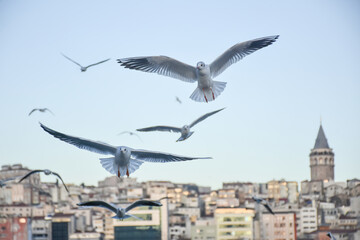 Fototapeta na wymiar Group of wild seagulls, which flying against blue sky. Panoramic view of Famous tourist place Galata tower seem between old traditional buildings with seagulls on the front, Istanbul, Turkey