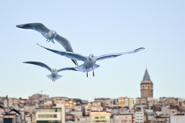 Group of wild seagulls, which flying against blue sky. Panoramic view of Famous tourist place Galata tower seem between old traditional buildings with seagulls  on the front, Istanbul, Turkey