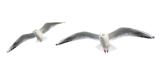 Two Seagulls flying isolated on white background