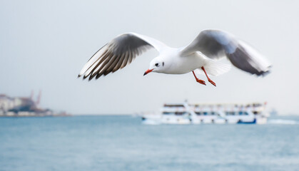 Wild seagull flying on Bosphorus, Istanbul, Turkey