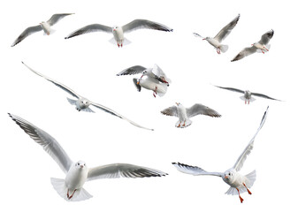 Fototapeta premium Set of flying seagulls isolated on white background.