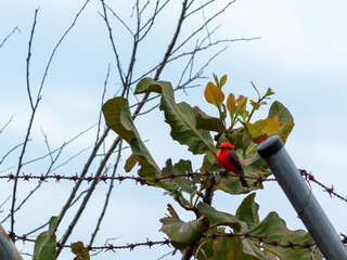 Aves Colombianas, Aves Sur América 