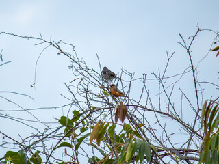 Aves Colombianas, Aves Sur América 