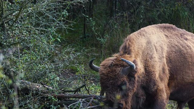 A european bison bull scratching on a branch,grazing,forest,Czechia.