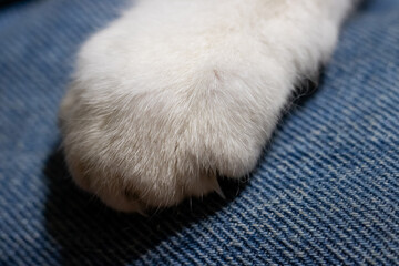 Closeup white cat paw on jeans
