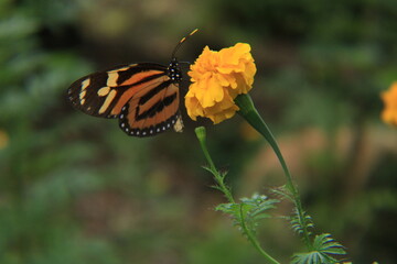 butterfly on flower