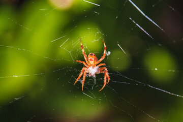 Orange Spider on a Web 