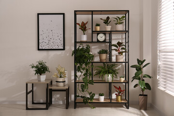 Shelving unit with collection of beautiful houseplants indoors