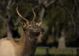 Smoky Mountain Elk