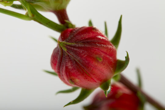 Close up Hibiscus sabdariffa red or roselle fruit on white background