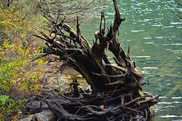 Old Snag on a Lake Shore
