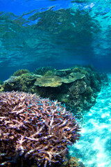Naklejka na ściany i meble 慶良間諸島の珊瑚礁