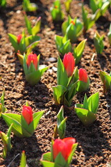 チューリップが告げる春の訪れ