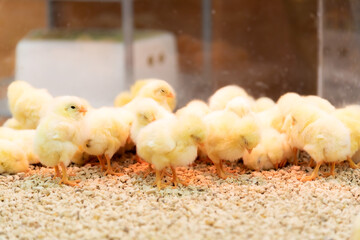 ひよこ © Hiroyuki