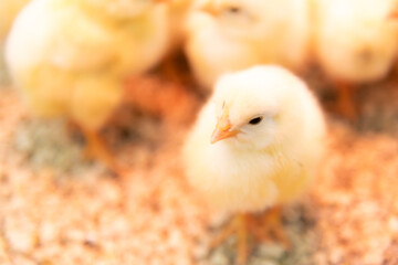 ひよこ © Hiroyuki