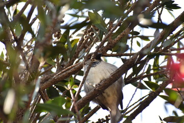 bird on a branch