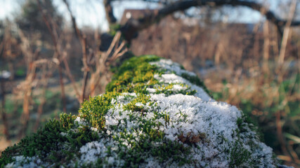 Frozen moss