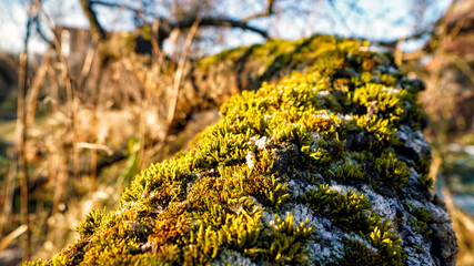 Frozen moss