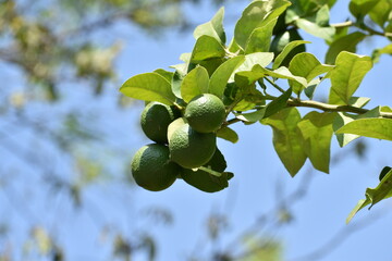 limes