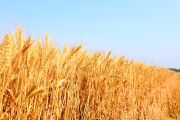The mature wheat