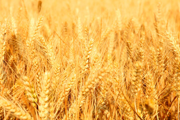 The mature wheat