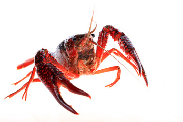 Crawfish