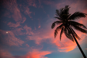Palm Tree with a Pink Sunset