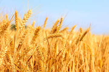 The mature wheat