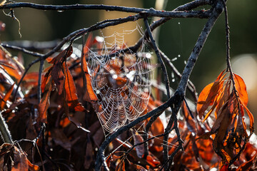 Spider web on a fall morning
