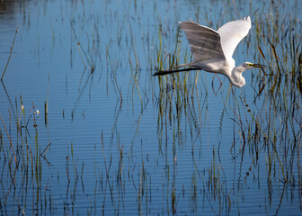 heron in flight