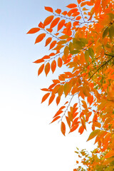 紅葉 オレンジ 葉っぱ 秋 かわいい カラフル