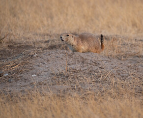 A Black-tailed Prairie Dog in Badlands National Park in South Dakota standing on a mound of soil by his burrow.