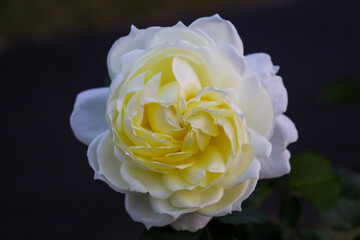 薔薇 ローズ バラ 白い 可憐 