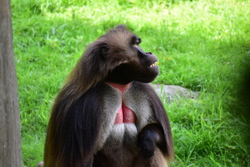 Galada Baboon