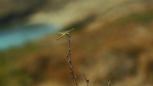 Up close shot of yellow dragonfly balancing itself on a sap, feeling the wind in the wings. 4K.