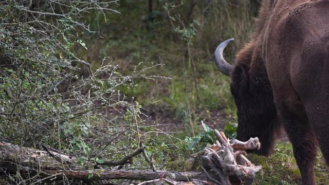 A european bison bonasus bull grazing next to a bush, forest, Czechia.